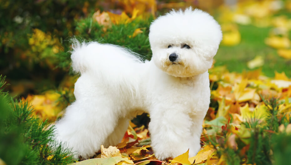 Small dog breeds bichon hot sale frise